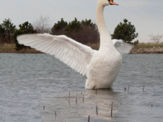 Svane